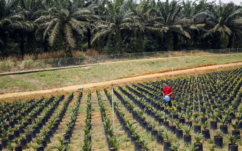 نحوه تشخیص وجود روغن پالم در روغن