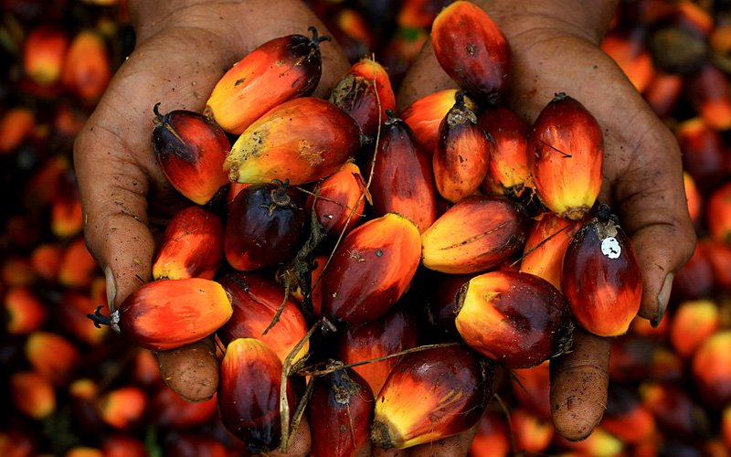 نحوه تشخیص وجود روغن پالم در روغن