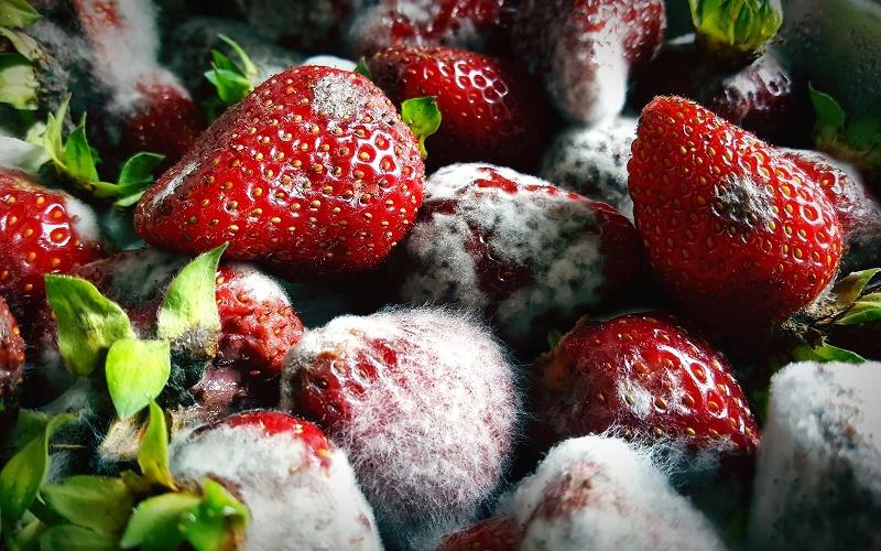 چه اتفاقی میافتد اگر به طور تصادفی کپک بخورید؟