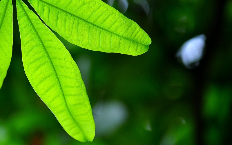 مزایای کلروفیل