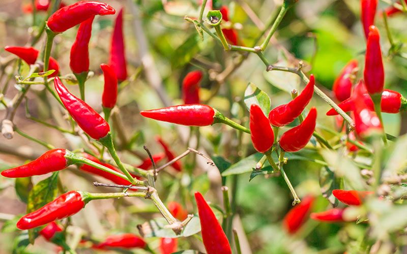 مواد غذایی چربی سوز