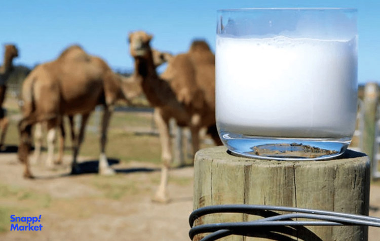 چرا باید شیر شتر را مصرف کنیم؟