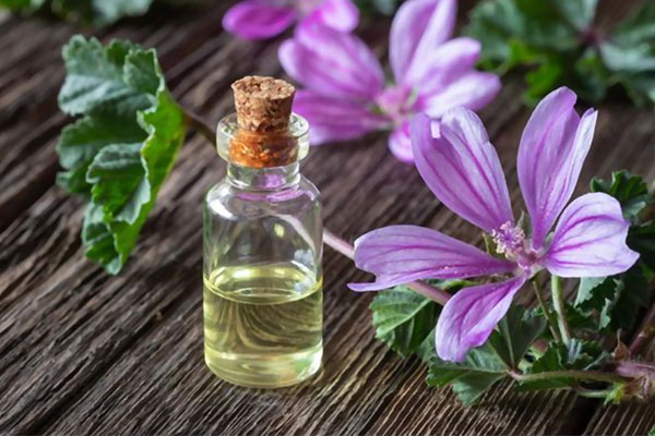 اثرات ضد پیری و جوانسازی پوست با پنیرک