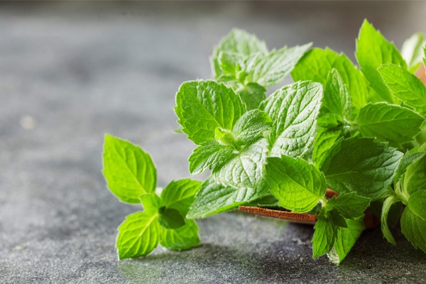 خواص چای پونه برای معده