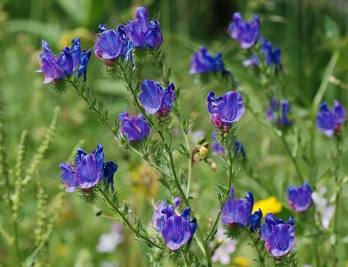 خواص گل گاو زبان برای فشار خون
