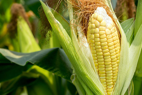 خواص ذرت تازه