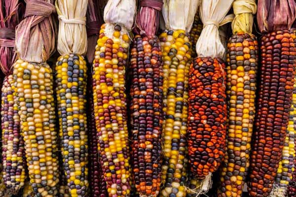 خواص ذرت رنگی