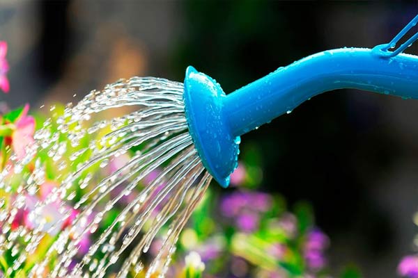 نحوه آبیاری در پرورش و نگهداری گیاه سیکلامن