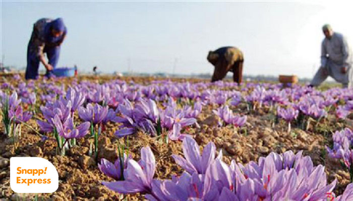 خواص دارویی زعفران - کشت زعفران