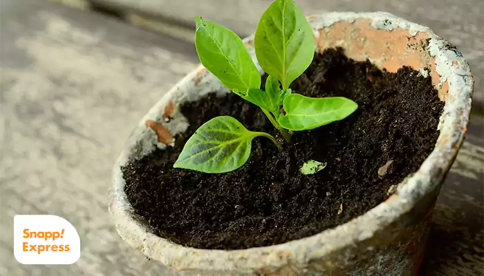 خواص پوست گردو برای خاک گلدان