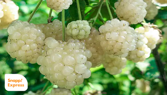 جمع بندی، مربا توت سفید