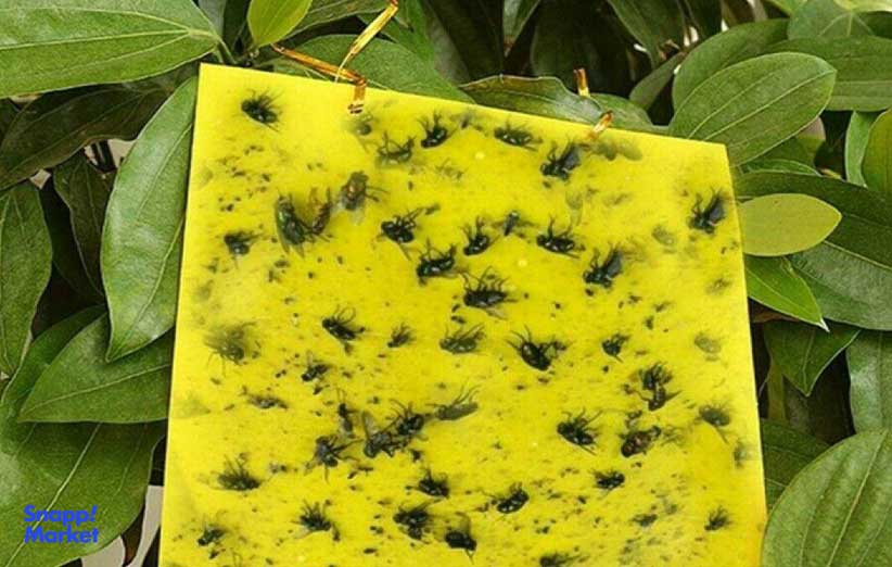 استفاده از تلههای مگس چسبنده