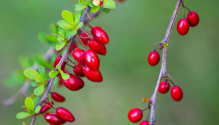 کاهش عفونت و اختلالات پوستی