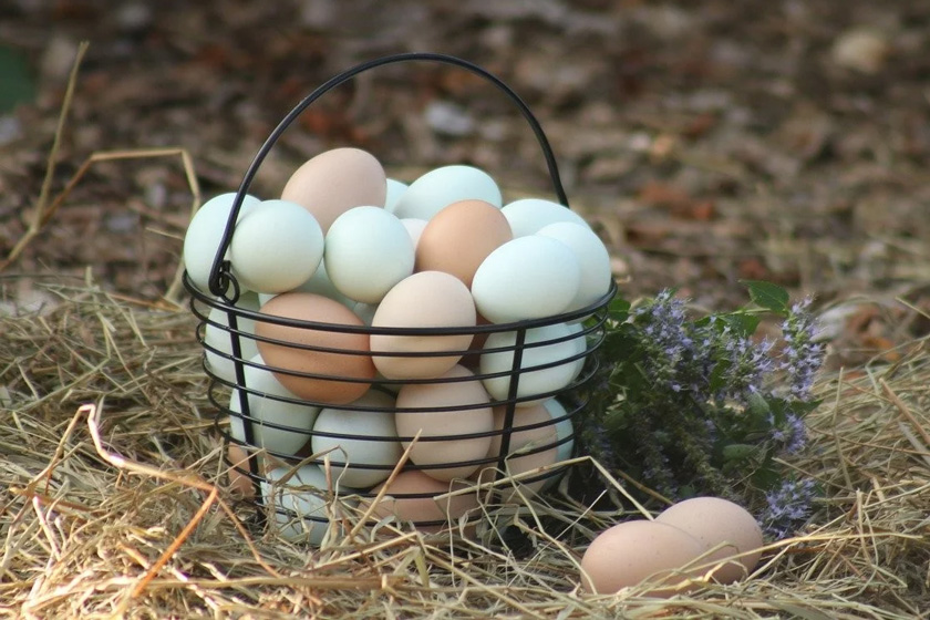 تخم‌مرغ قهوه‌ای یا سفید