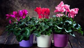 Cultivation-and-maintenance-cyclamen-1