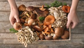روش تشخیص قارچ خوراکی