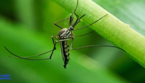 Eliminating-pot-mosquitoes