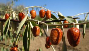 Health Benefits of Russian Olive-01