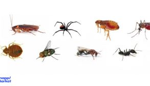 Homemade-method-to-get-rid-of-insects