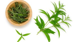 Lemon Verbena-01