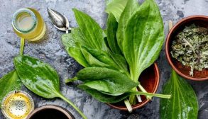 Plantain Leaf Benefits and Recipes-01