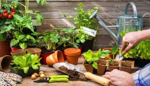 Planting-vegetables-1