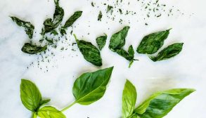 basil drying-01