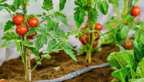 method-of-planting-tomatoes method-of-planting-tomatoes