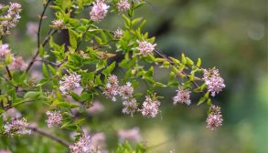 planting-maintenance-abelia-01