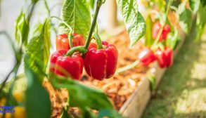 planting-organic-bell-peppers