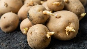 prevent potatoes from sprouting in the basement